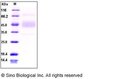 Sino Biological Recombinant Human B7-1/CD80 Protein, Quantity: Each of