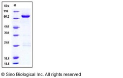 Sino Biological Recombinant Human CLK3 Protein (GST Tag), Quantity: Each