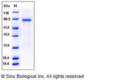 Sino Biological Human TRIB3 / TRB3 Protein (GST Tag) 50ug, Quantity: Each