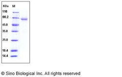 Sino Biological Recombinant Human CXADR/CAR Protein (His & hFc Tag), Quantity: