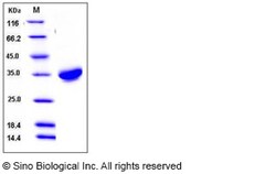 Sino Biological Recombinant Human CXADR/CAR Protein (His Tag), HPLC-verified,
