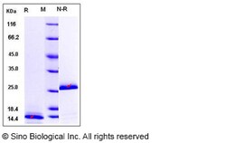 Sino Biological Recombinant Human, Rhesus, Cynomolgus, Canine TGF beta