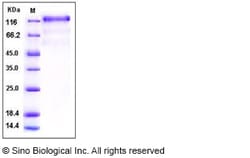 Sino Biological Recombinant Human VEGFR3/FLT4 Protein (His Tag), HPLC-verified,