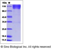 Sino Biological Recombinant Human CEACAM-1/CD66a Protein (ECD, His & hFc