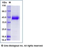 Sino Biological Recombinant Human MFGE8 Protein (His & AVI Tag), Biotinylated,