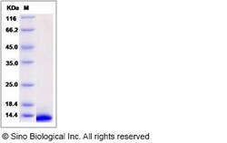 Sino Biological Recombinant Human CXCL11 Protein, Quantity: Each of 1