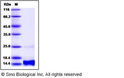 Sino Biological Recombinant Human BRAK/CXCL14 Protein, Quantity: Each of