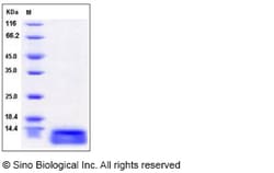 Sino Biological Human CCL15 / MIP-5 / MIP-1 delta Protein (aa 46-113, His