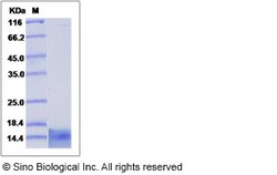 Sino Biological Recombinant Human CCL4/MIP-1 Protein (His Tag), Quantity: