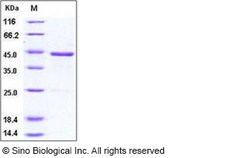Sino Biological Recombinant Human GDF-15 Protein (hFc Tag), Quantity: Each