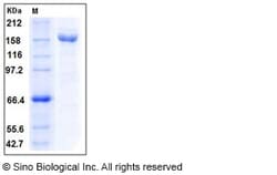 Sino Biological Recombinant Human alpha-2-macroglobulin Protein (His Tag),