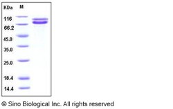 Sino Biological Recombinant Human N-Cadherin Protein (His Tag), Quantity: