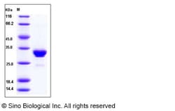 Sino Biological Rabbit IgG-Fc Protein (185 Thr/Ala, Asn 284/Ser) 100ug,