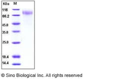 Sino Biological Human respiratory syncytial virus (RSV) (A, rsb1734) glycoprotein