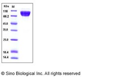 Sino Biological Recombinant Human TrkA Protein (His & hFc Tag), HPLC-verified,