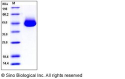 Sino Biological Recombinant Human PEDF/Serpin F1 Protein (His Tag), HPLC-verified,