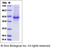 Sino Biological Human FAM19A4 / TAFA4 Protein (Fc Tag) 100ug, Quantity: