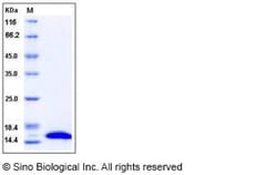 Sino Biological Human CRABP2 Protein (His Tag) 100ug, Quantity: Each of