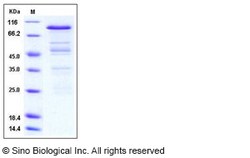 Sino Biological Human PRMT3 Protein (GST Tag) 100ug, Quantity: Each of