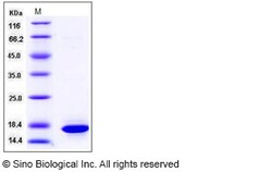 Sino Biological Human / Mouse Histone H3.1 / HIST1H3A / H3FA Protein 100ug,