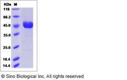 Sino Biological Recombinant Human G6B Protein (hFc Tag), Quantity: Each