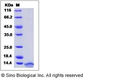 Sino Biological Recombinant Human MIP-1 alpha/CCL3 Protein (His Tag), Quantity: