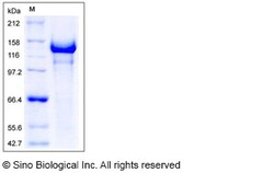 Sino Biological Recombinant Human Semaphorin 5A Protein (His Tag), Quantity: