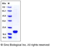 Sino Biological Human LCN1 / VEGP / Lipocalin-1 Protein (His Tag) 100ug,