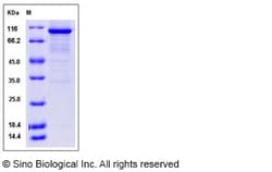 Sino Biological Human DCAMKL1 / DCLK1 Protein (aa 1-705, His & GST Tag)