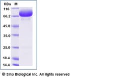 Sino Biological Human SIRP alpha / CD172a Protein (Fc Tag) 100ug, Quantity: