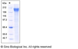 Sino Biological Recombinant Human Jagged 1/JAG1 Protein (ECD, hFc Tag),