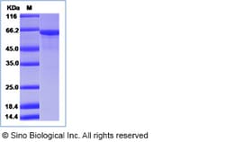 Sino Biological Human HSP70 / HSPA1A Protein (His Tag) 50ug, Quantity: