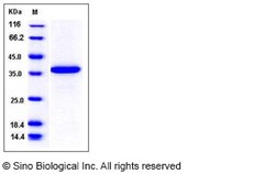 Sino Biological Recombinant Human PDE9A Protein (His Tag), Quantity: Each