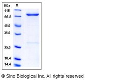 Sino Biological Human PDE9A Protein (His & GST Tag) 100ug, Quantity: Each