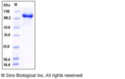 Sino Biological Human STXBP1 / UNC18A Protein (His & GST Tag) 100ug, Quantity: