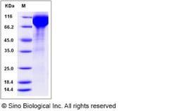 Sino Biological Recombinant Human Siglec-5 Protein (hFc Tag), Quantity: