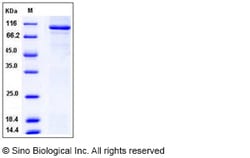 Sino Biological Recombinant Human Munc18c/STXBP3 Protein (His & GST Tag),