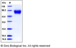 Sino Biological Recombinant Human L-selectin/CD62L Protein (His Tag), HPLC-verified,