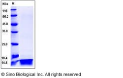 Sino Biological Human IL4 / Interleukin-4 Protein 1mg, Quantity: Each of