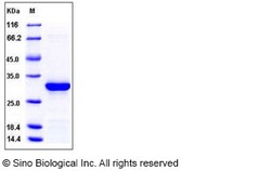 Sino Biological Recombinant Human Caspase-14 Protein (His Tag), Quantity: