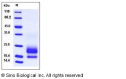 Sino Biological Recombinant Human CEACAM-3/CD66d Protein (His Tag), HPLC-verified,