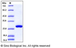 Sino Biological Human RPE / RPE2-1 Protein (His Tag) 100ug, Quantity: Each