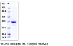 Sino Biological Human HIF-1 alpha / HIF1A Protein (His Tag) 100ug, Quantity: