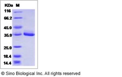 Sino Biological Human FGG Protein 100ug, Quantity: Each of 1