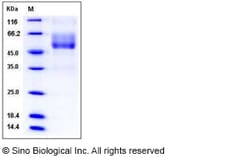 Sino Biological Human Mucin-1 / MUC-1 Protein (Fc Tag) 100ug, Quantity: