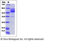 Sino Biological Recombinant Human MUC-1 Protein (mFc Tag), Quantity: Each