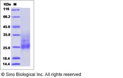 Sino Biological Recombinant Human MUC-1 Protein, Quantity: Each of 1