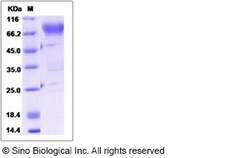 Sino Biological Human CD44 Protein (Fc Tag) 100ug, Quantity: Each of 1