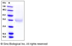 Sino Biological Recombinant Human IL-24 Protein (His Tag), Quantity: Each