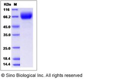 Sino Biological Recombinant Human CD58/LFA-3 Protein (hFc Tag), HPLC-verified,